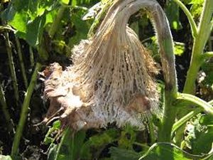 uploads/images/pest/sunflower nematode.jpg